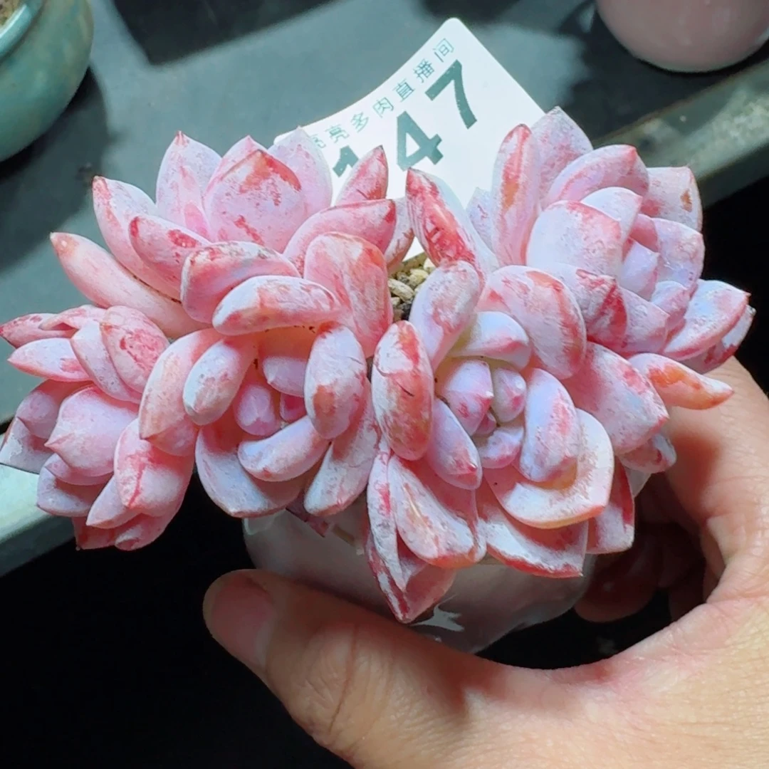 雪之魄      开心笑容难抵抗，积极乐观正能量