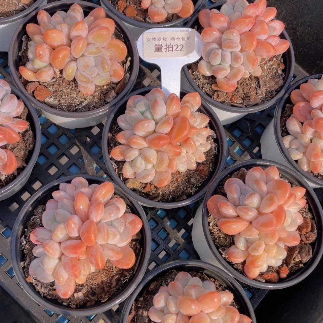 量拍22号丽芙美人群生一个