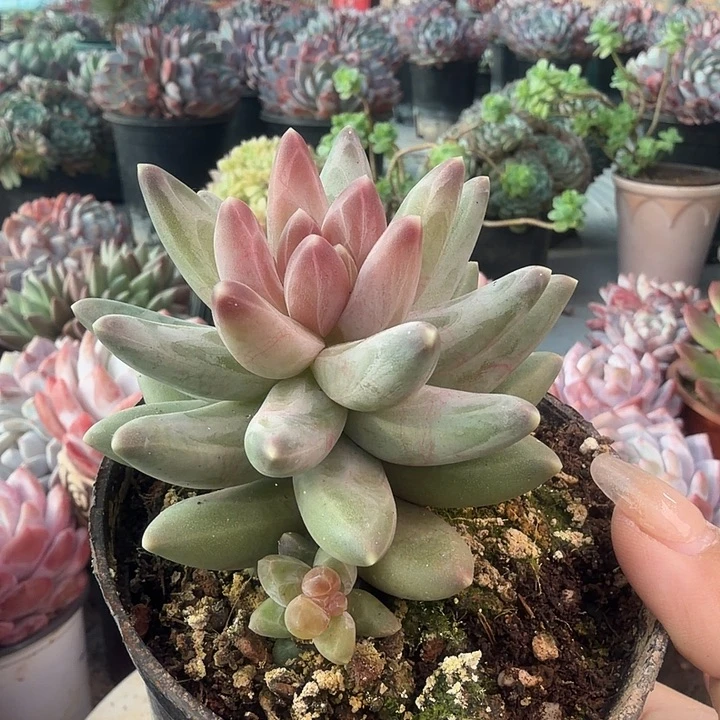 乌拉克拉多肉植物盆栽