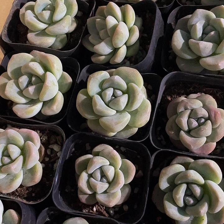 6.5方大单头冰玉带盆土