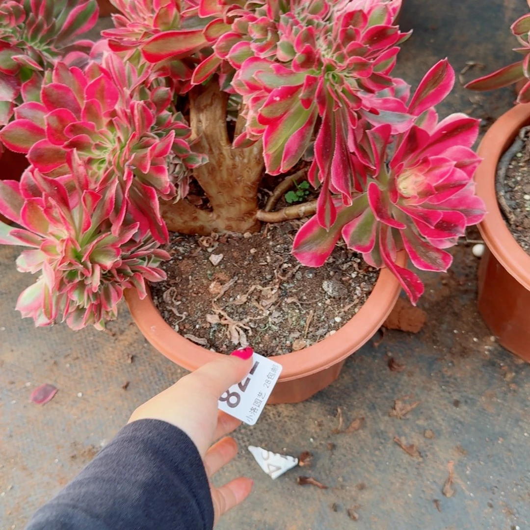 822粉女郎 缀化多肉植物满28包邮