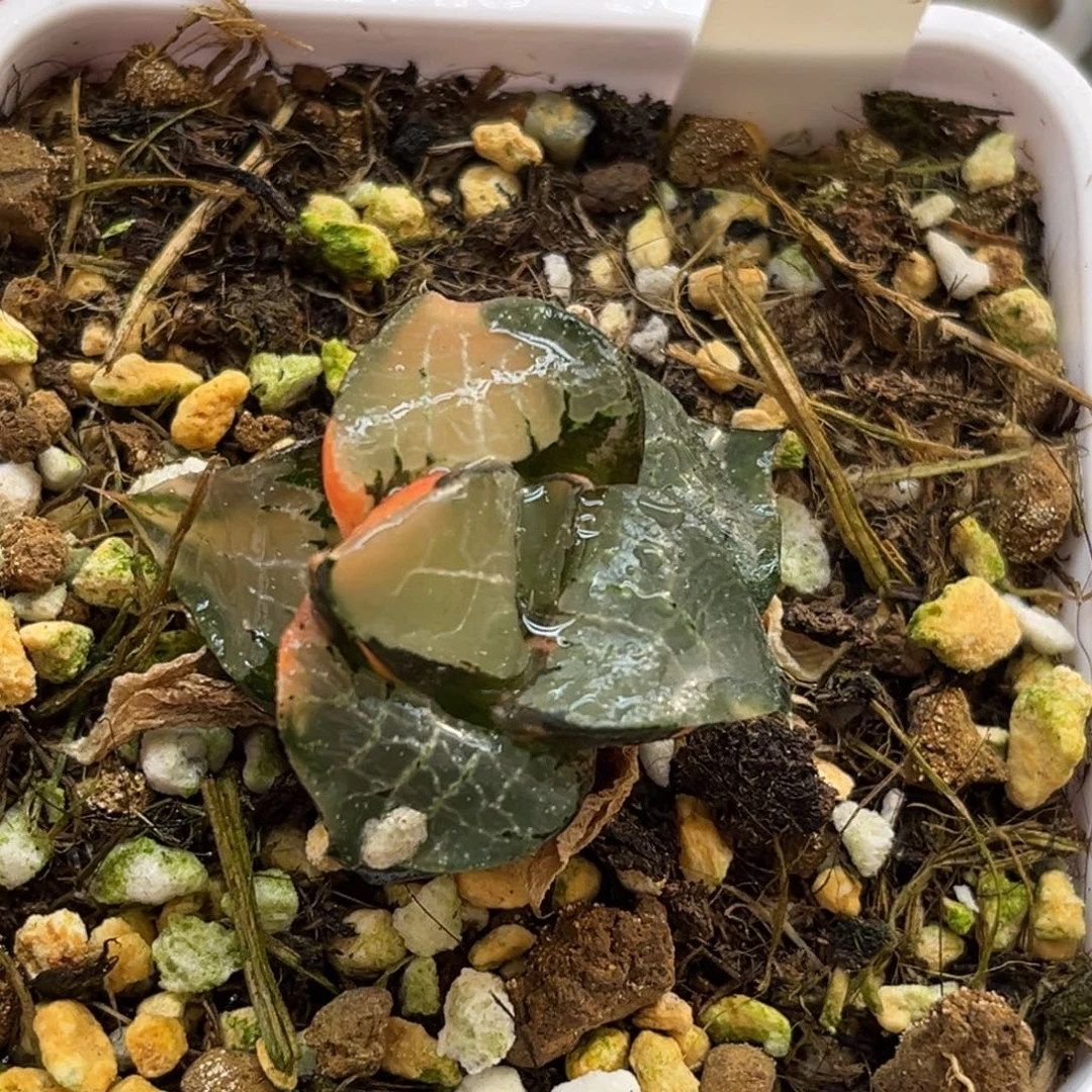 14龙禧克锦（根一般介意勿拍）腹肌专场