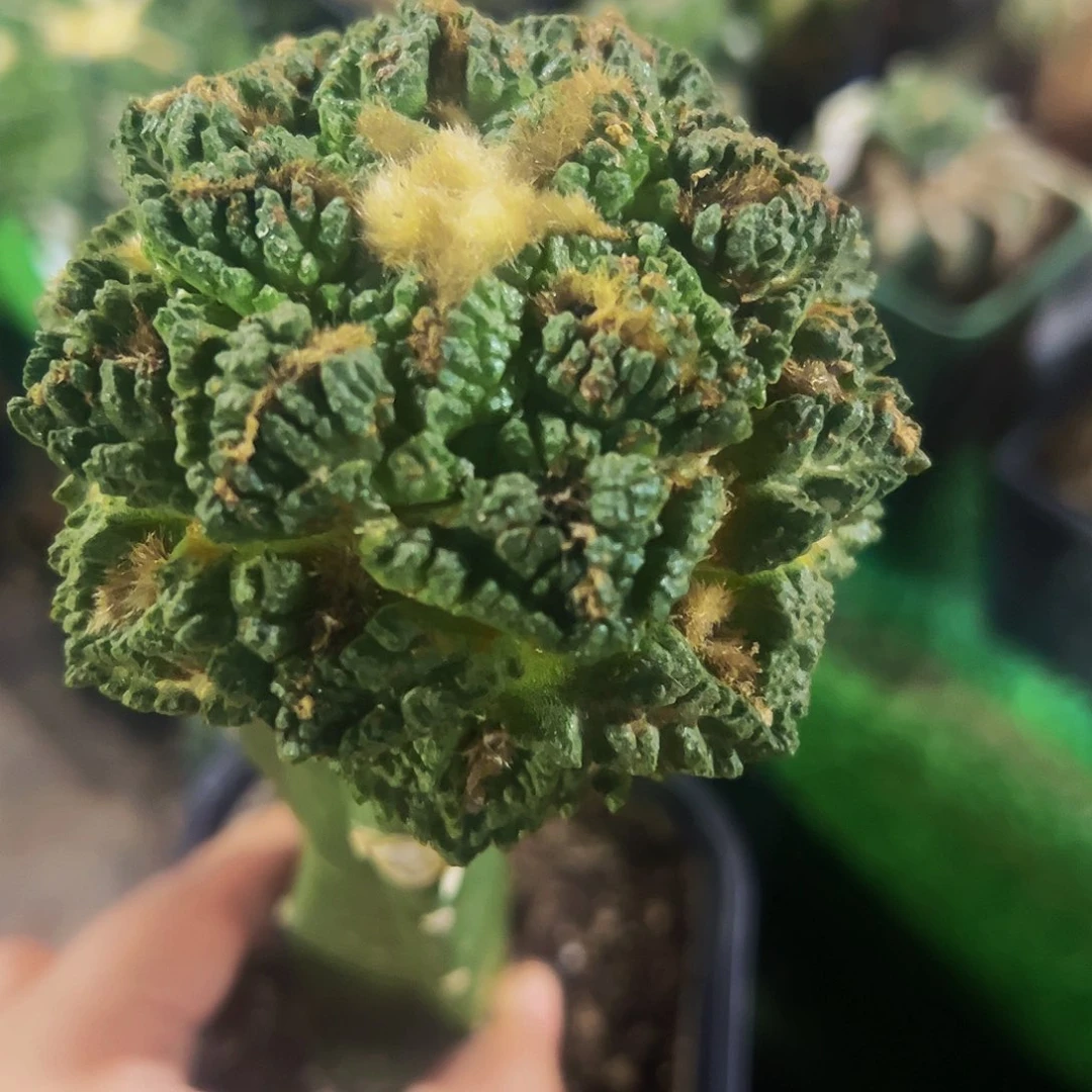 无花朵福利龟甲牡丹672