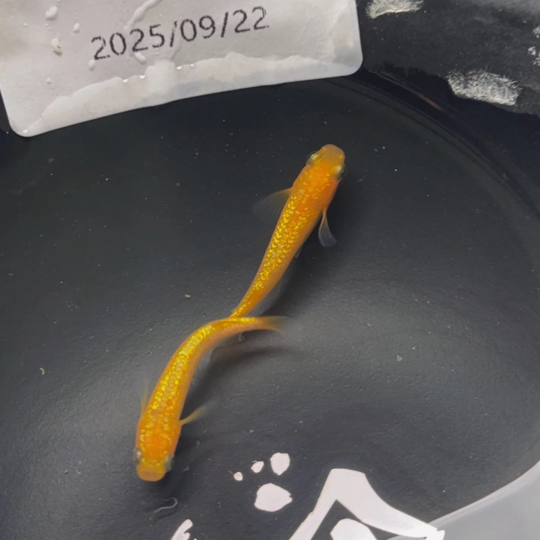 青鳉203玫瑰宝石一对