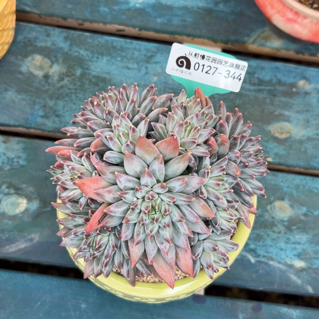 多肉一物一拍0127-344