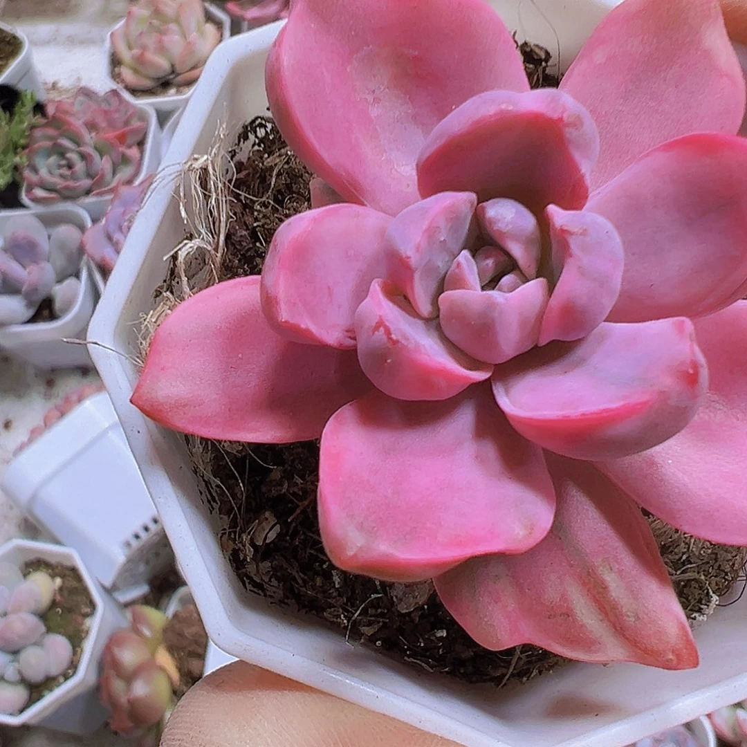 彩虹糖锦19包邮多肉植物