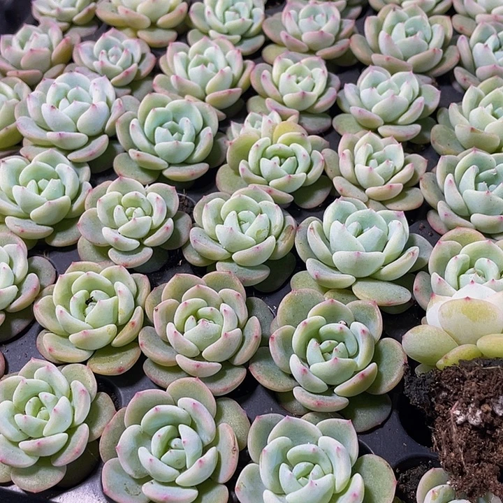 小圆梦1元带土发货