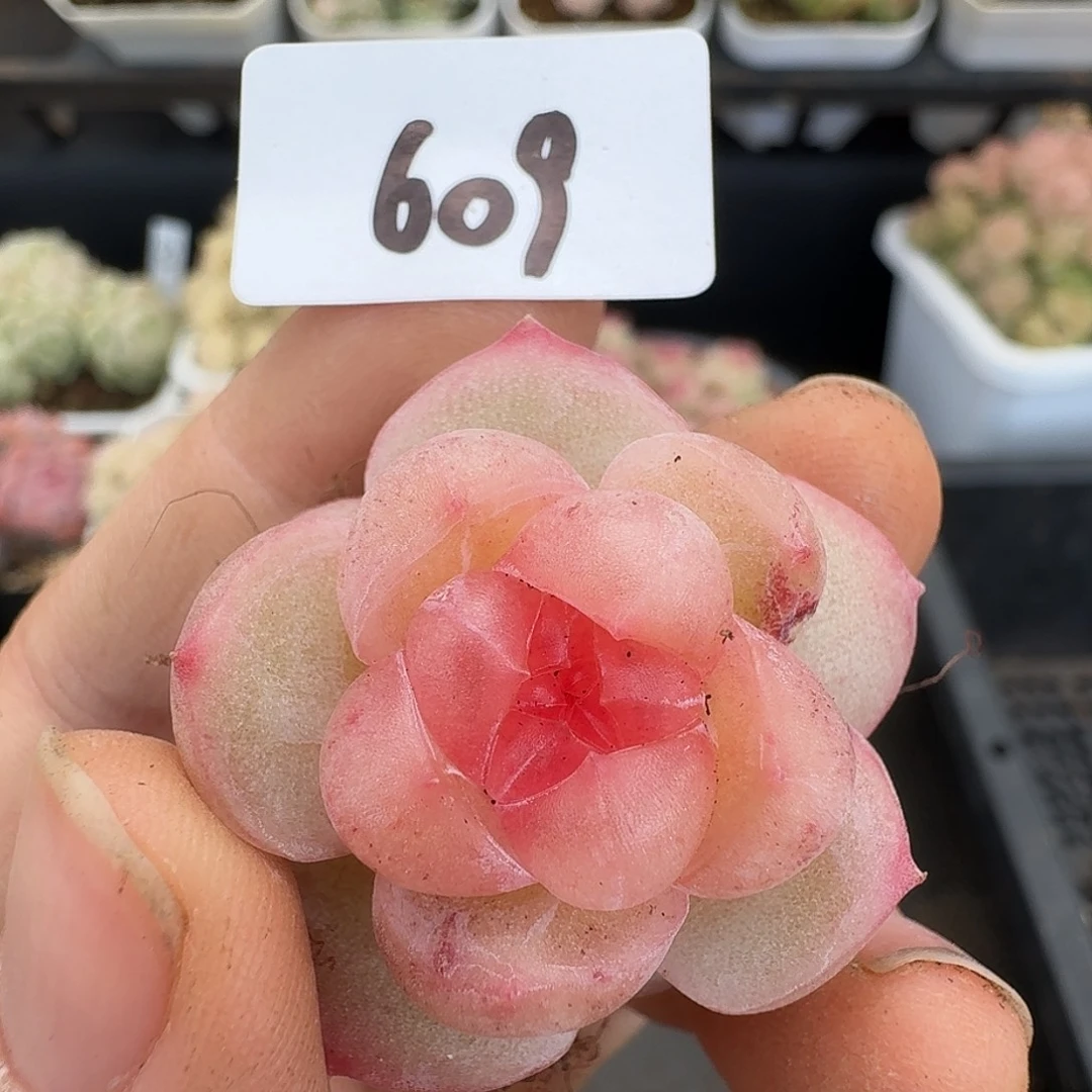 一物一拍一物一拍1213-609