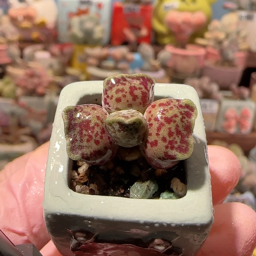 T粉丸    盆口2cm