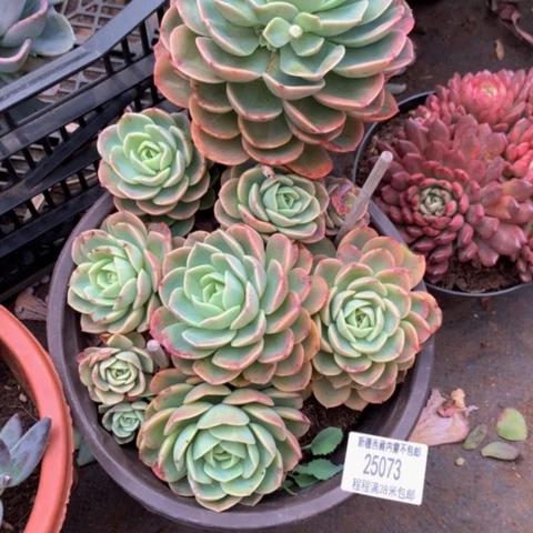 然哈密瓜25073多肉