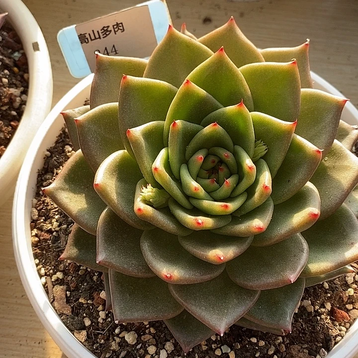 D244- 直播福利 东云