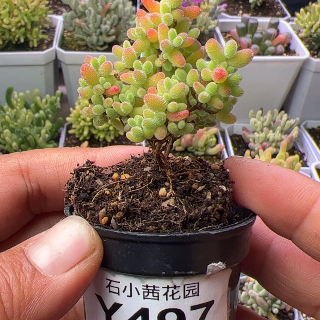 多肉植物枝干蜜橘糖球