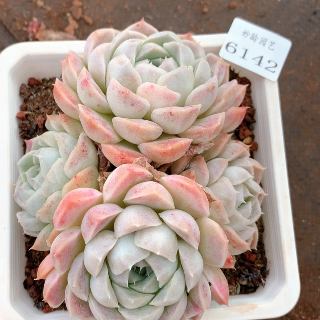 6142瑕疵不售后特价