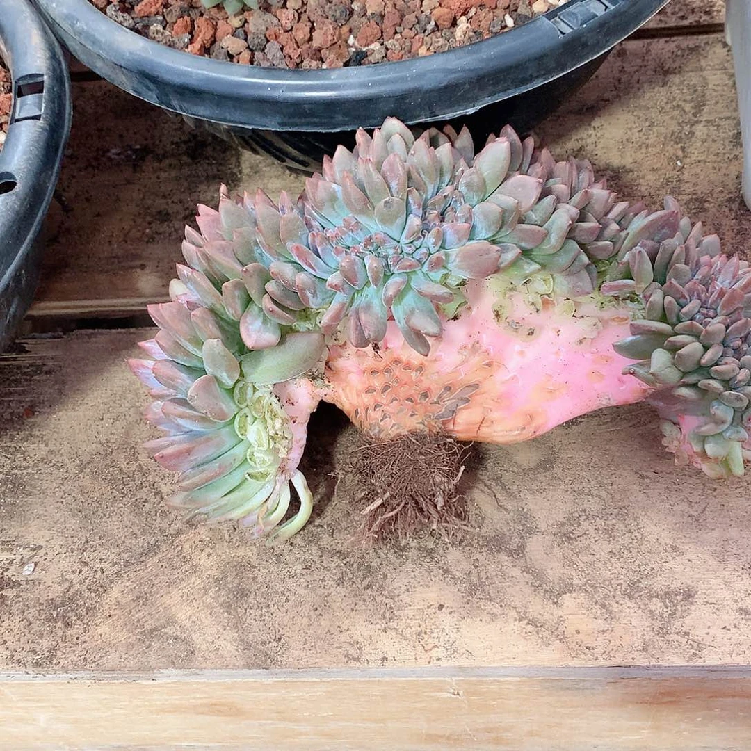 多肉植物多肉植物