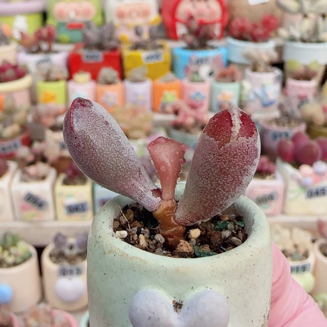 小福饼   盆口2cm