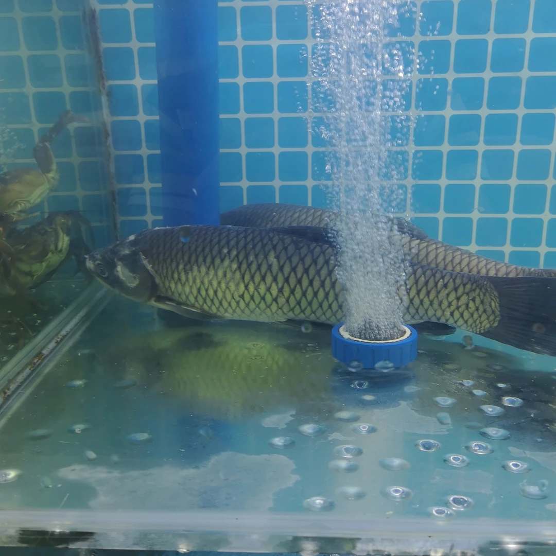 小草鱼约1000g/条 默认宰杀
