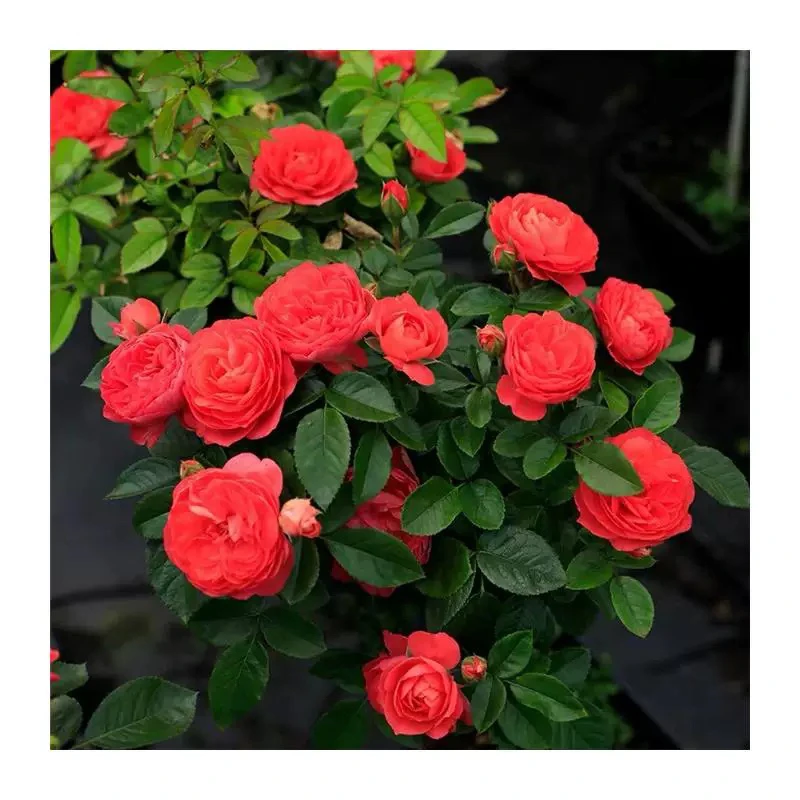 红果汁大花浓香型月季花四季易活好养