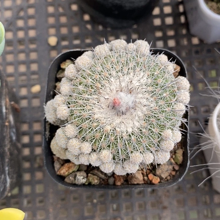 伯克利和格蕾纳等人在一