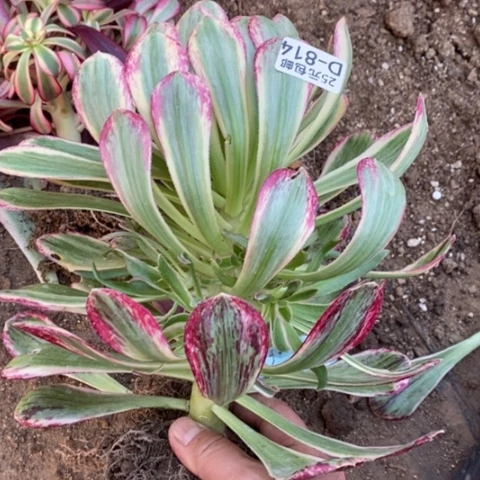 用****6814v锦锦满25包邮多肉
