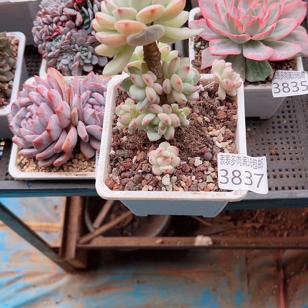 晓***.无花朵多肉一物一拍植物3837