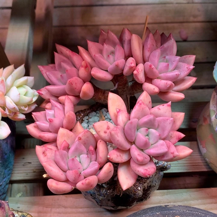 桃花源多肉植物dgcvhk