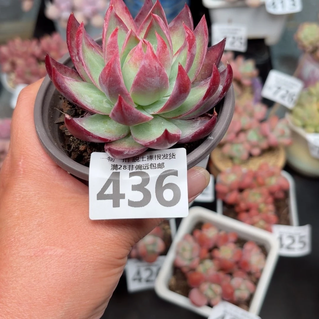 惊鸿仙子单头多肉多