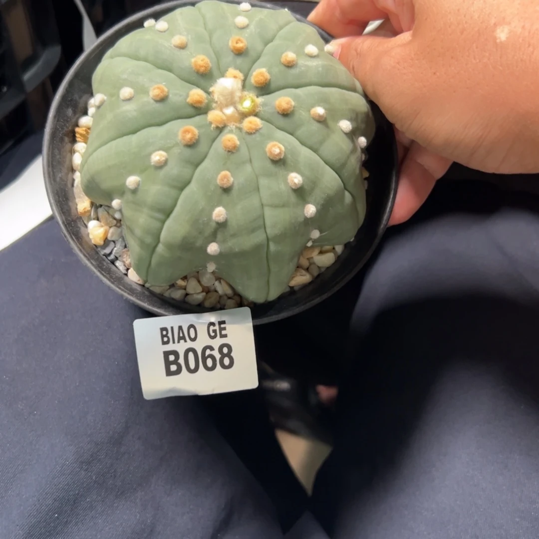 浪***石B068号兜9.24仙人球