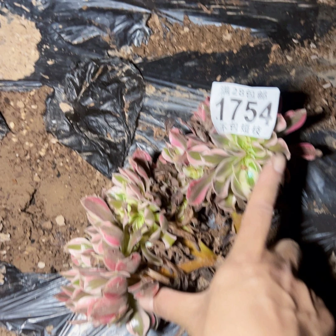 女巫缀多肉植物法师1754