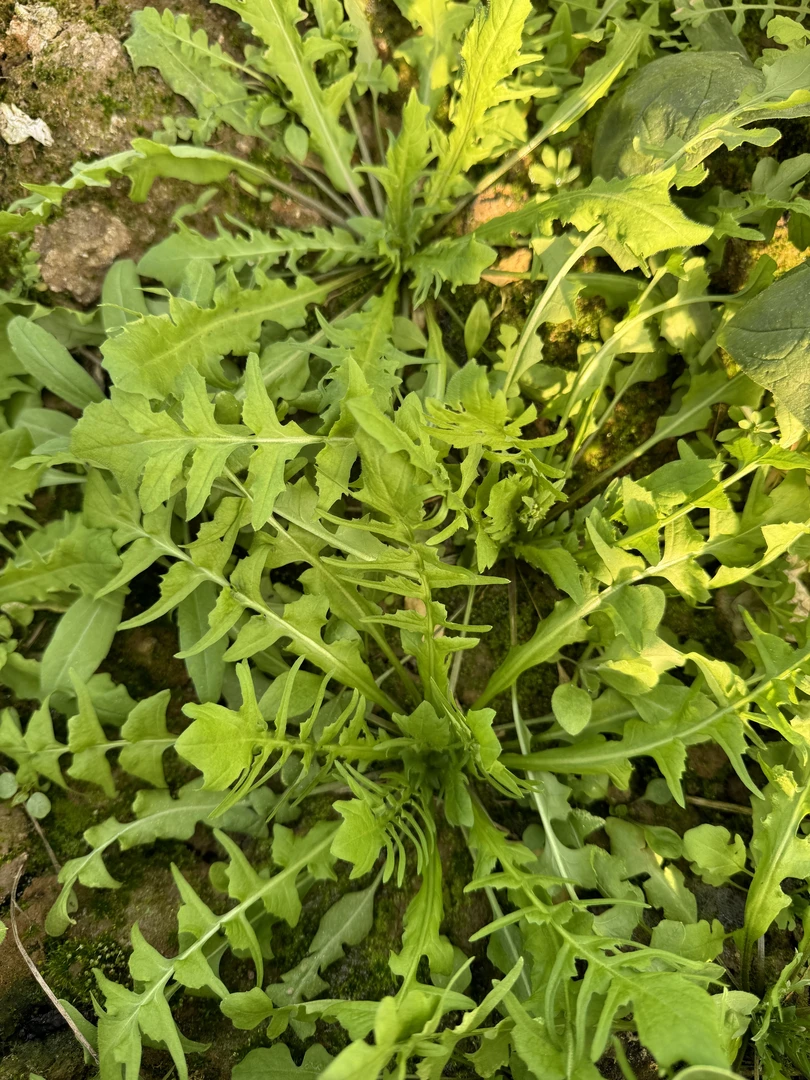 野生荠菜，河南现挖，买2斤送2斤菠菜半斤香菜半斤萝卜丸子