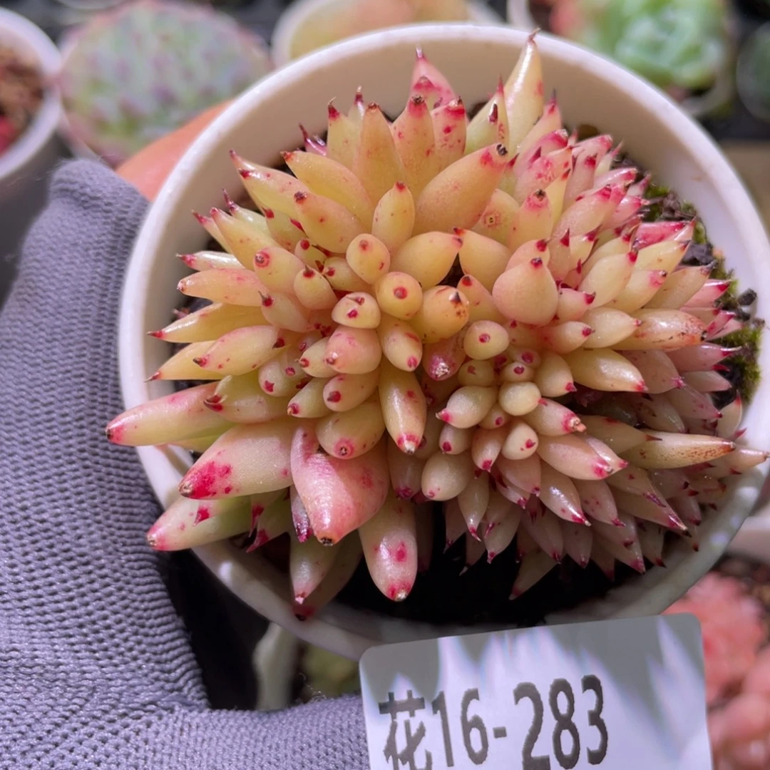 花利美16-283虎鲸