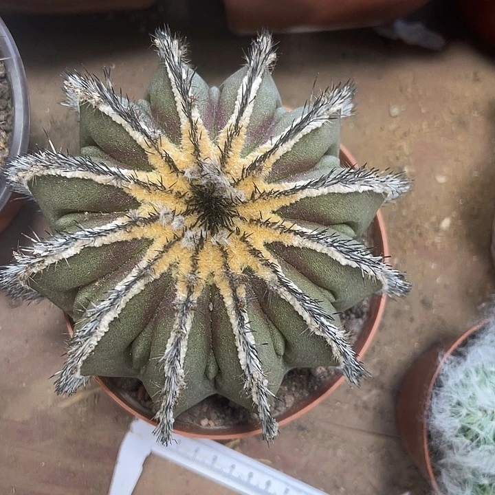 仙人球开花仙人球