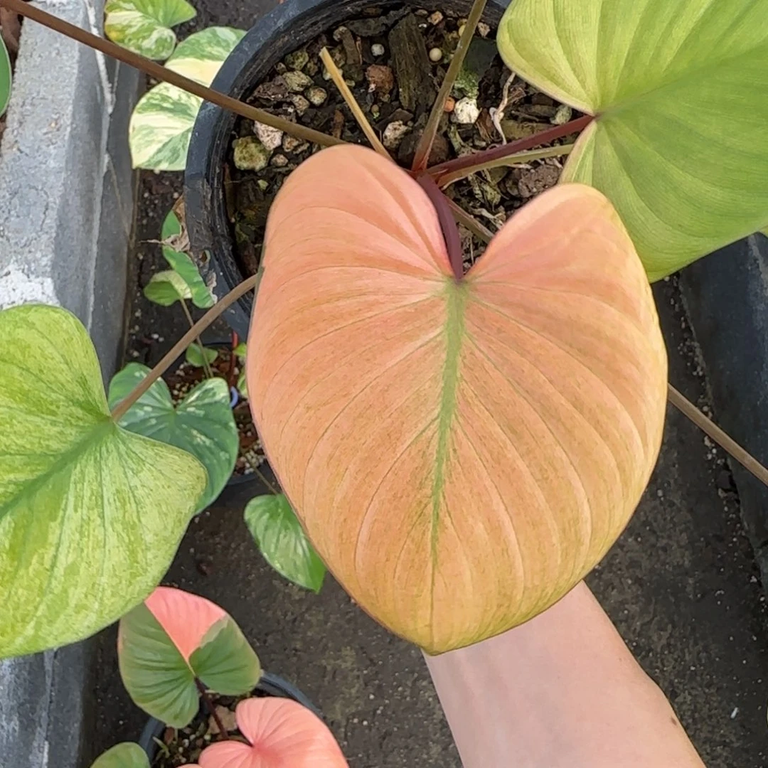 R705-1218团扇薄荷锦 可寄养