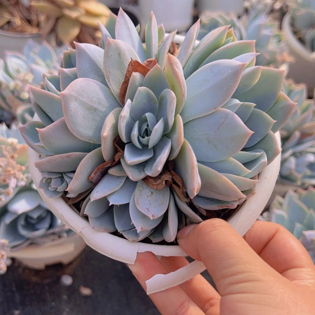 木樨甜心双头起发