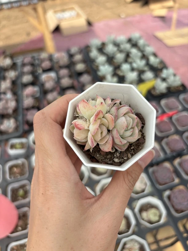 满9.9米包邮精品胖虎多肉植物
