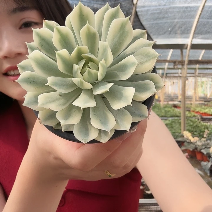 风声锦一物一拍好看