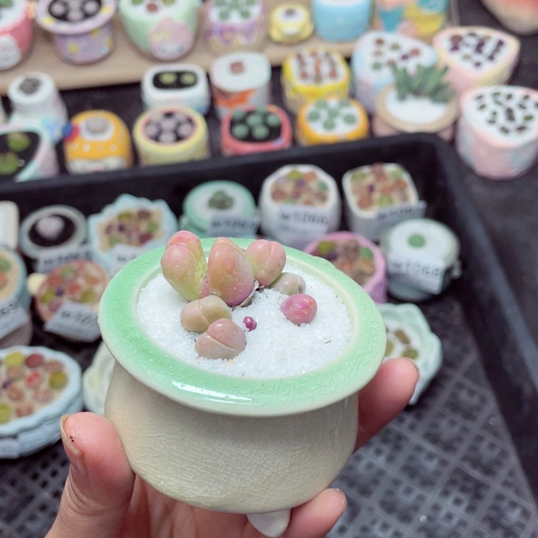 w1078 -零下地区拍保温箱-15支持寄养