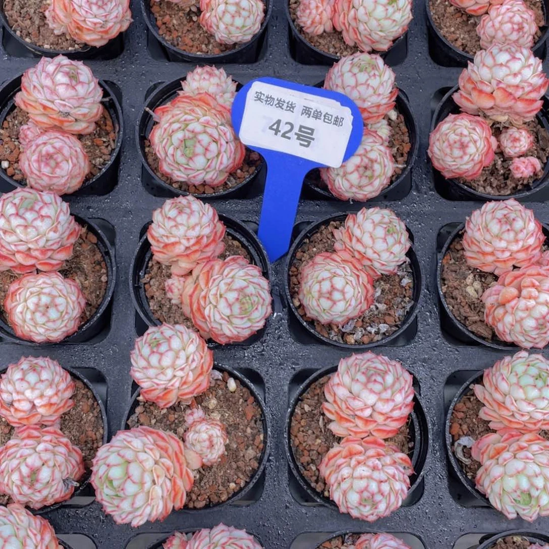 42号全状态小红船小红p双头起一个