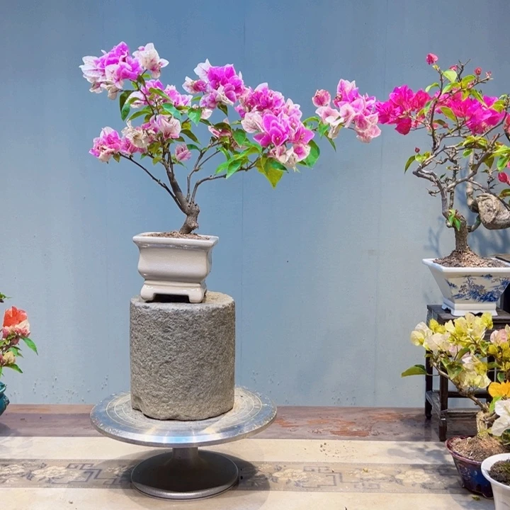 卧***山完全开放张红樱三角梅