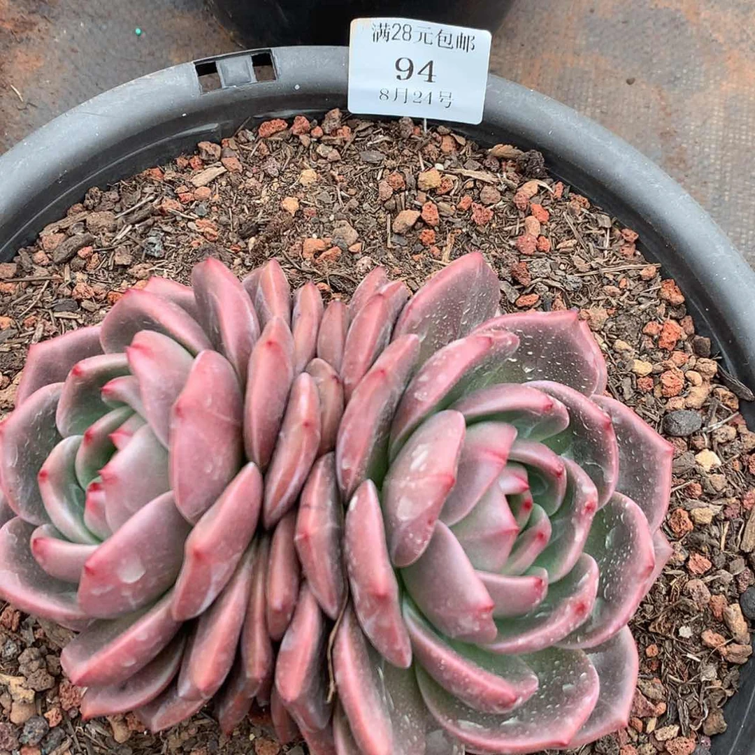 【闪购商品】云94号16厘米