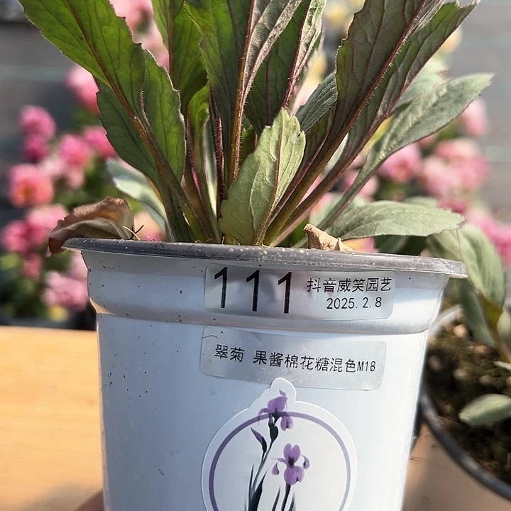 水晶聆*者抖音直播闪拍111