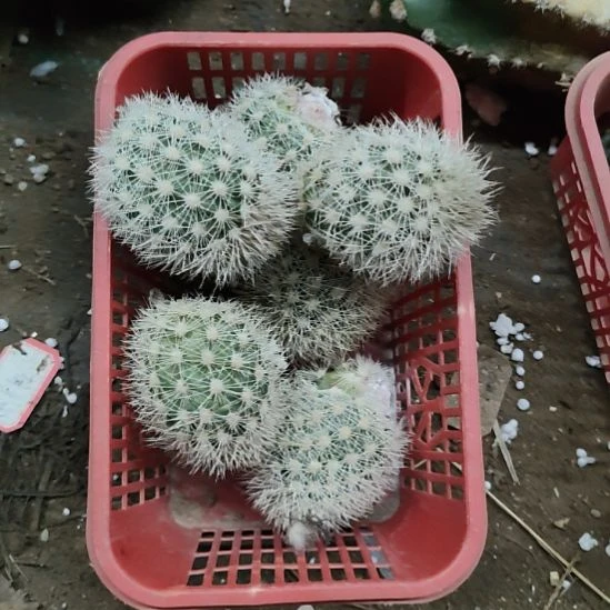 仙人球红花御旗侧芽