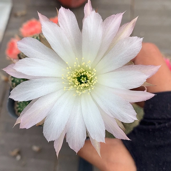 758 实生丽花7厘米盆