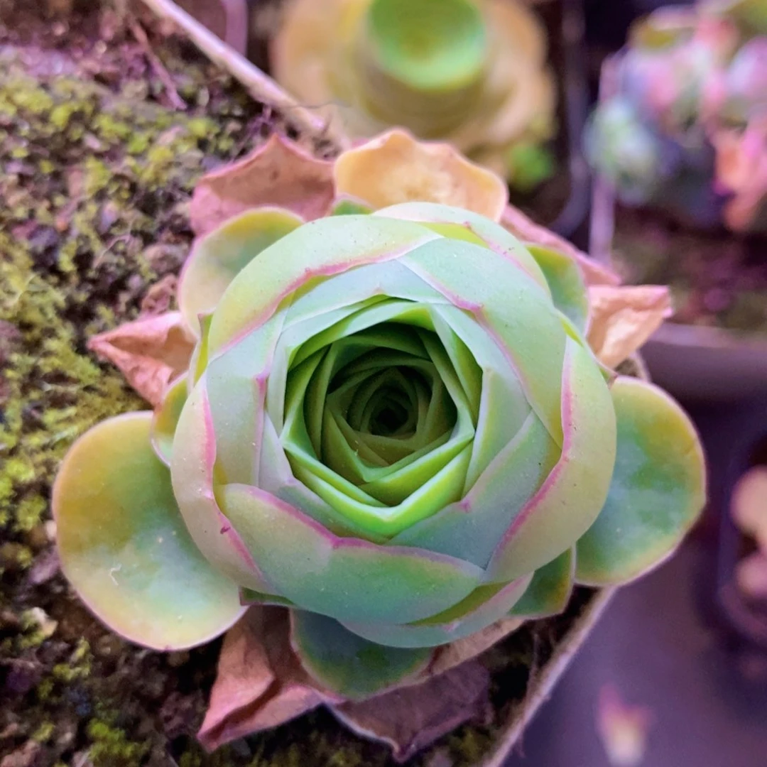 山地玫瑰开播福利一物一拍011极紫色
