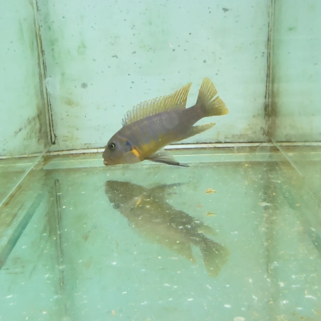 慈鲷野生伊孔贝费恩1415。