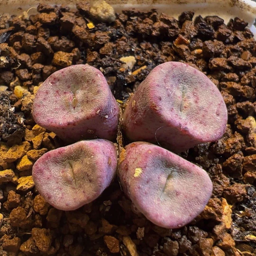 92多肉植物百科知识