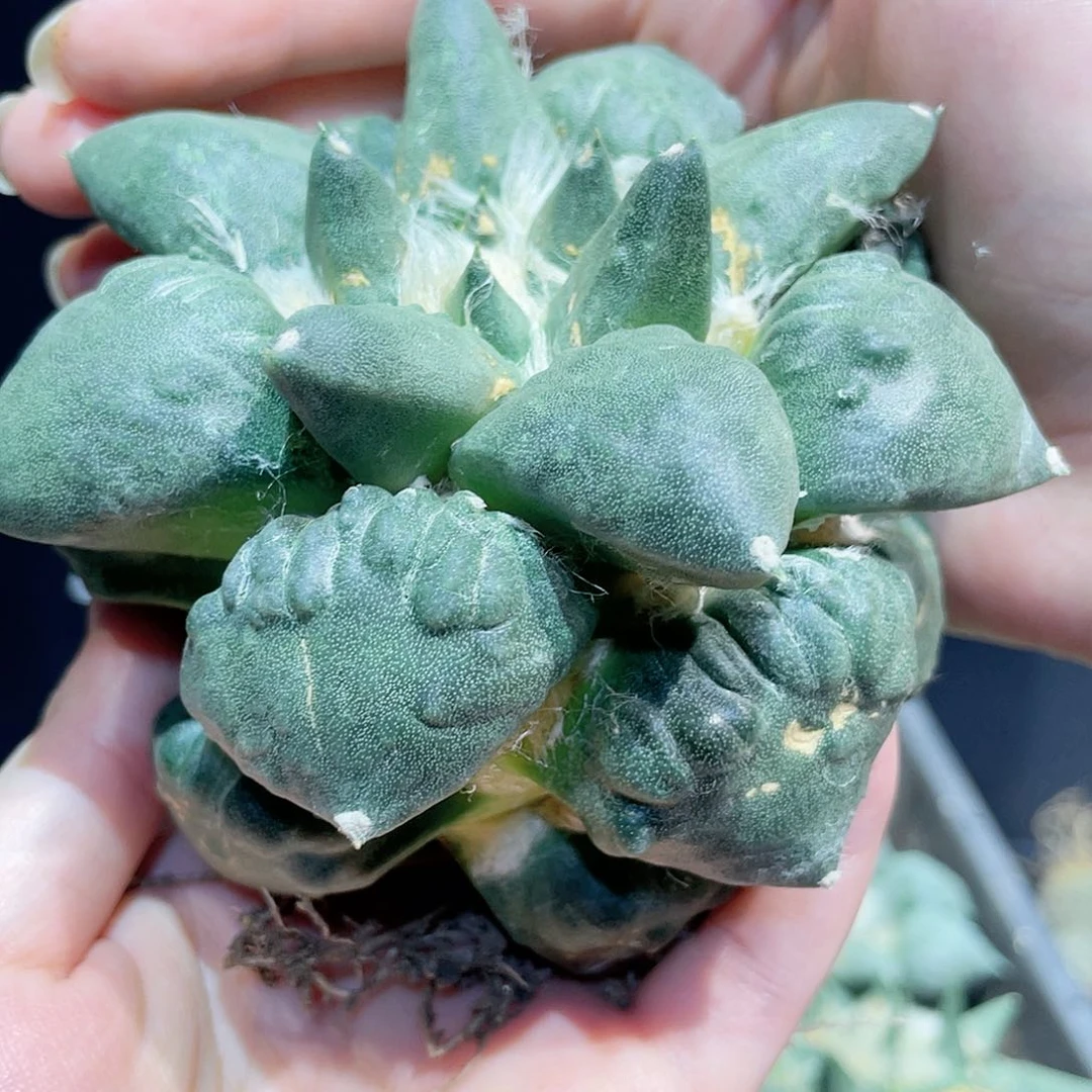 10.5cm自根大村主怒涛牡丹萝卜根战损