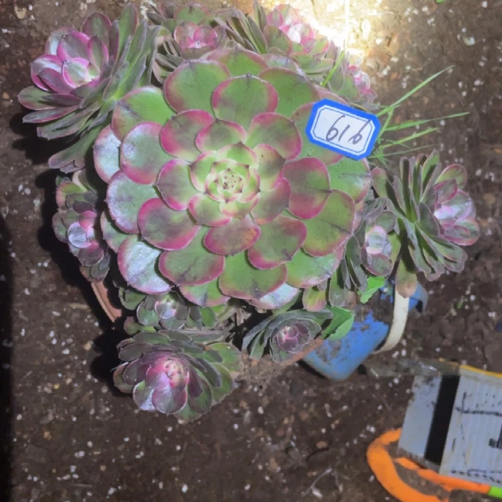 616，荔枝法师锦锦锦