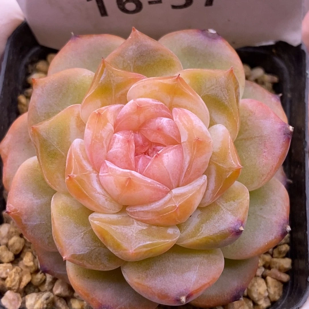 【闪购商品】16-57