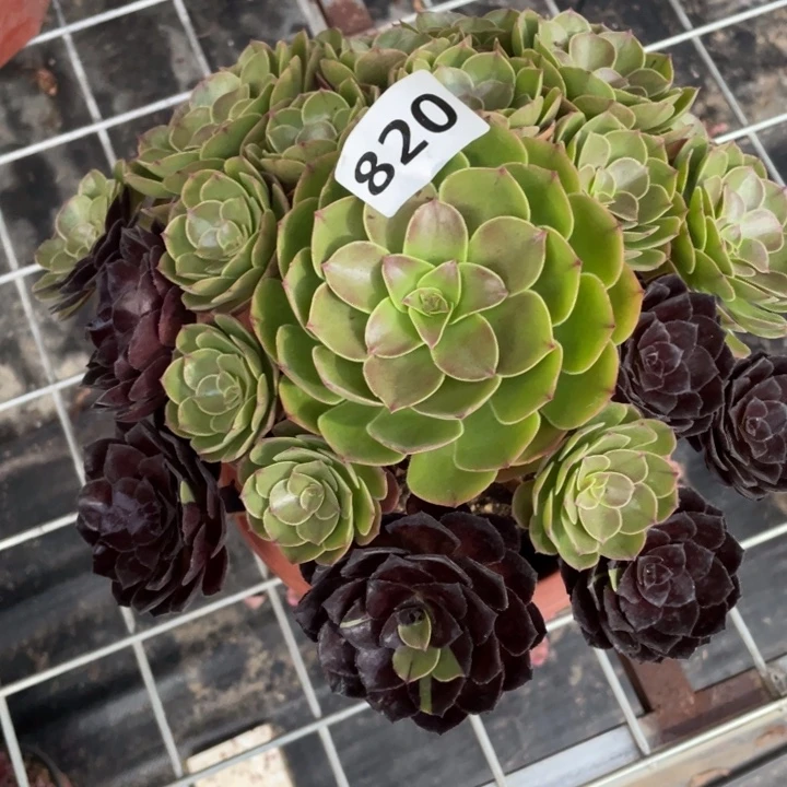语****820号多肉植物提取
