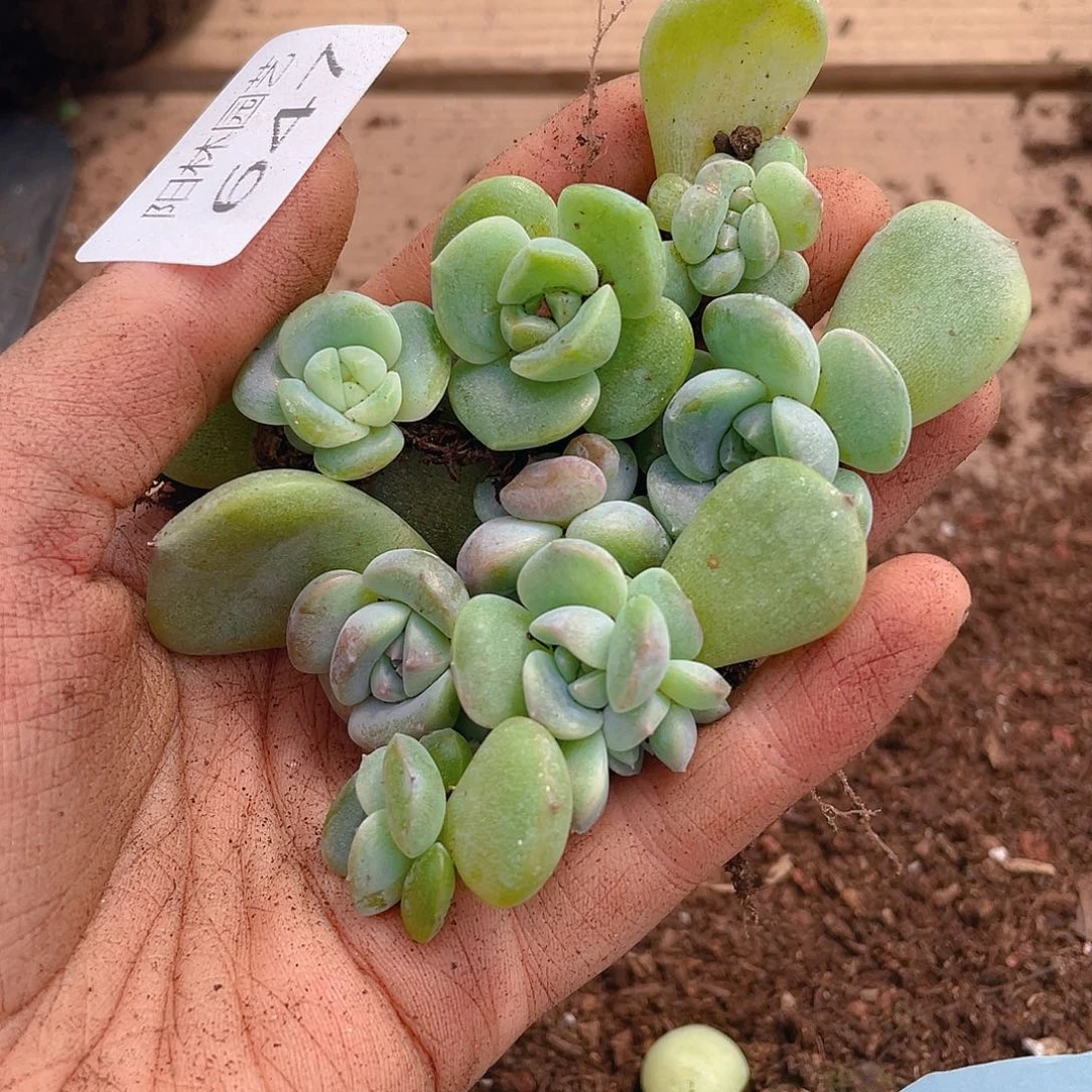多肉植物多肉植物647